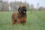 BRIARD 302